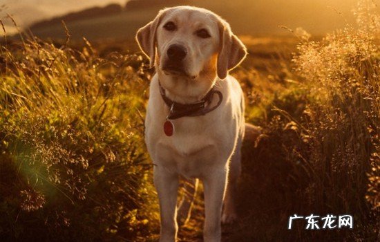 拉布拉多能长多高 拉布拉多能长多大多高