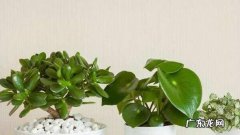 花草树木怎么过冬