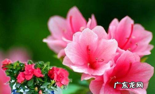 如何养好水培的杜鹃花