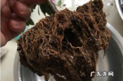 如何养好水培的杜鹃花