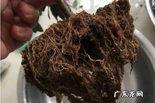 如何养好水培的杜鹃花