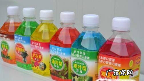 如何养好水培的杜鹃花