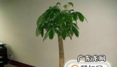 如何养发财树