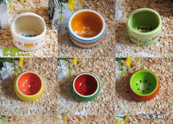 新手饲养仓鼠需要准备什么