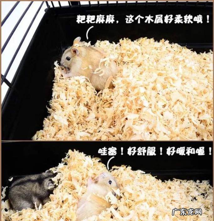 新手饲养仓鼠需要准备什么