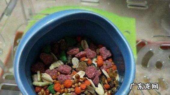 新手饲养仓鼠需要准备什么