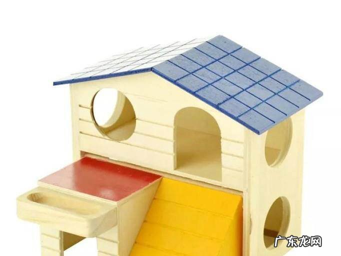 新手饲养仓鼠需要准备什么