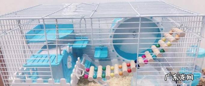 新手饲养仓鼠需要准备什么