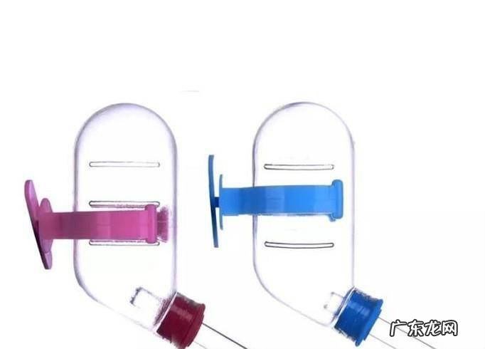 新手饲养仓鼠需要准备什么