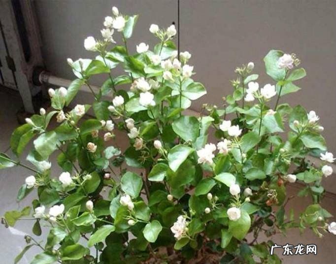 怎样在寒冷的冬天养护盆栽茉莉