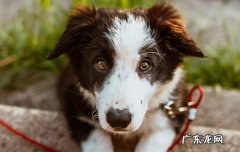 狗狗不能吃的水果蔬菜 狗狗不能吃的水果