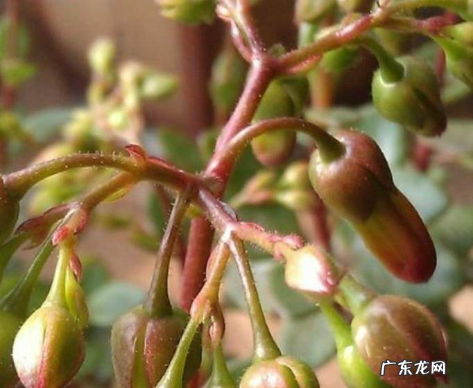长寿花的品种有哪些