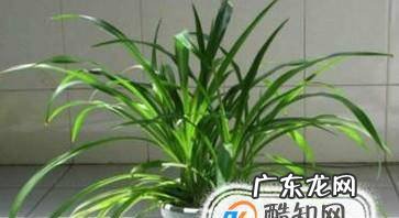 什么植物在夜间也释放氧气