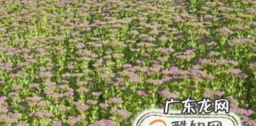 什么植物在夜间也释放氧气