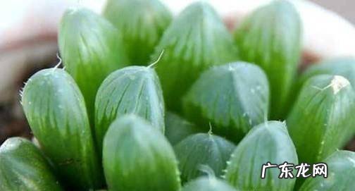 养姬玉露要注意哪些方面