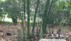 羌笛制作有什么讲究