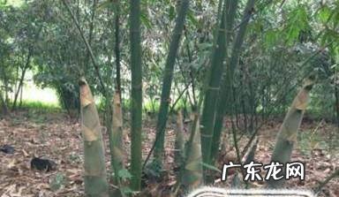羌笛制作有什么讲究