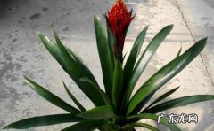 如何养好火炬花