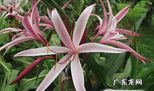 怎样才能养好红花文殊兰