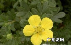 格桑花是什么花格桑花有哪些特性