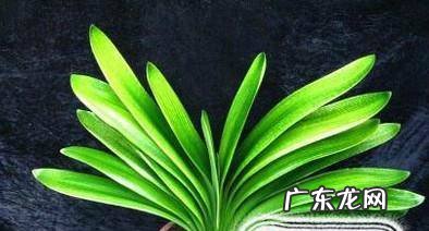 如何让君子兰快速开花
