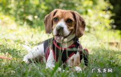 犬瘟是什么症状 得了狗瘟有什么症状