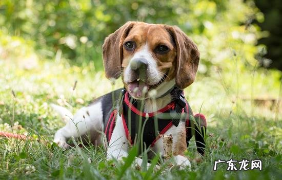 犬瘟是什么症状 得了狗瘟有什么症状