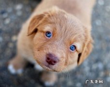 狗狗正常的眼屎是什么样子的 狗狗有眼屎正常吗