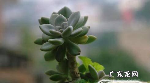 厚脸皮落叶生根养殖技巧