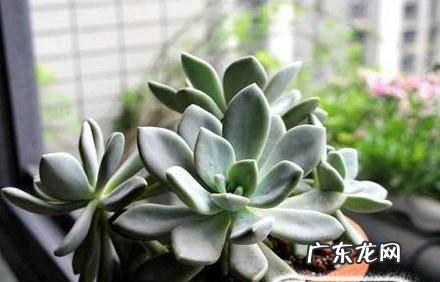 厚脸皮落叶生根养殖技巧