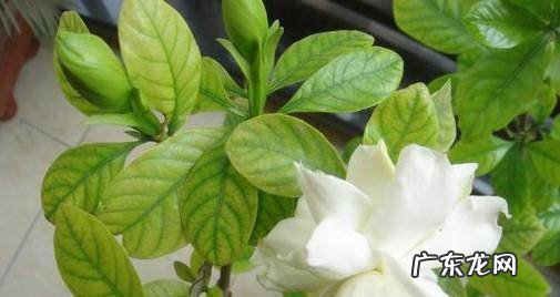 栀子花怎么才能养好