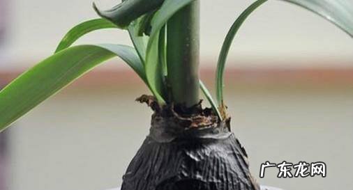 想要养好水培朱顶红需要注意哪些方面