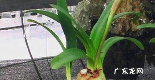 想要养好水培朱顶红需要注意哪些方面