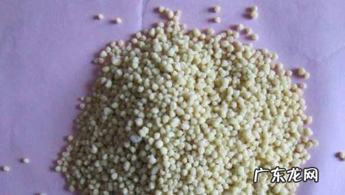 想要养好水培朱顶红需要注意哪些方面