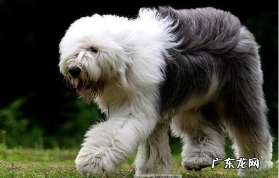 为什么养古牧犬的很少 古牧是禁养犬吗