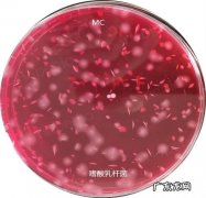 乳酸乳球菌3900培养条件是什么？培养基配方是什么？