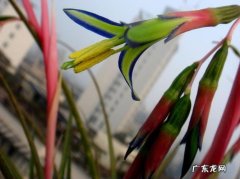 垂花水塔花为什么不开花？教你一招,让它快速开花爆盆
