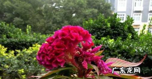 如何养好盆栽的鸡冠花