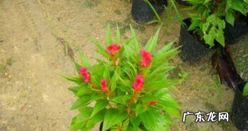 如何养好盆栽的鸡冠花