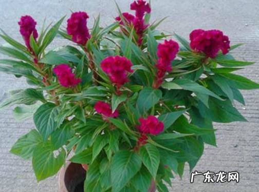 如何养好盆栽的鸡冠花
