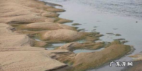 花卉无土栽培的基质类型有哪些