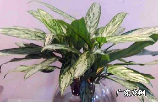 如何养好水培的银皇后