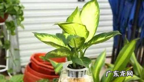 如何养好水培的银皇后