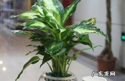 如何养好水培的银皇后