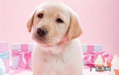 狗狗什么都不吃好几天了,有什么办法 狗狗不吃东西怎么办都好几天了