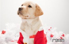 拉布拉多犬适合家养吗 拉布拉多犬怎么养最好