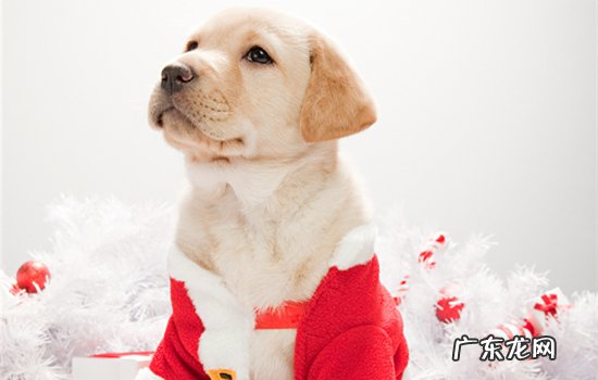 拉布拉多犬适合家养吗 拉布拉多犬怎么养最好