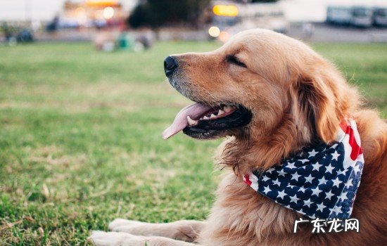 狂犬病的狗有什么症状视频 狂犬病的狗有什么症状