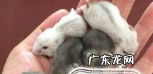 宝宝适合养什么样的宠物