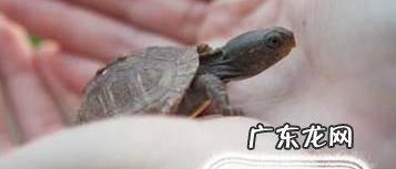 宝宝适合养什么样的宠物